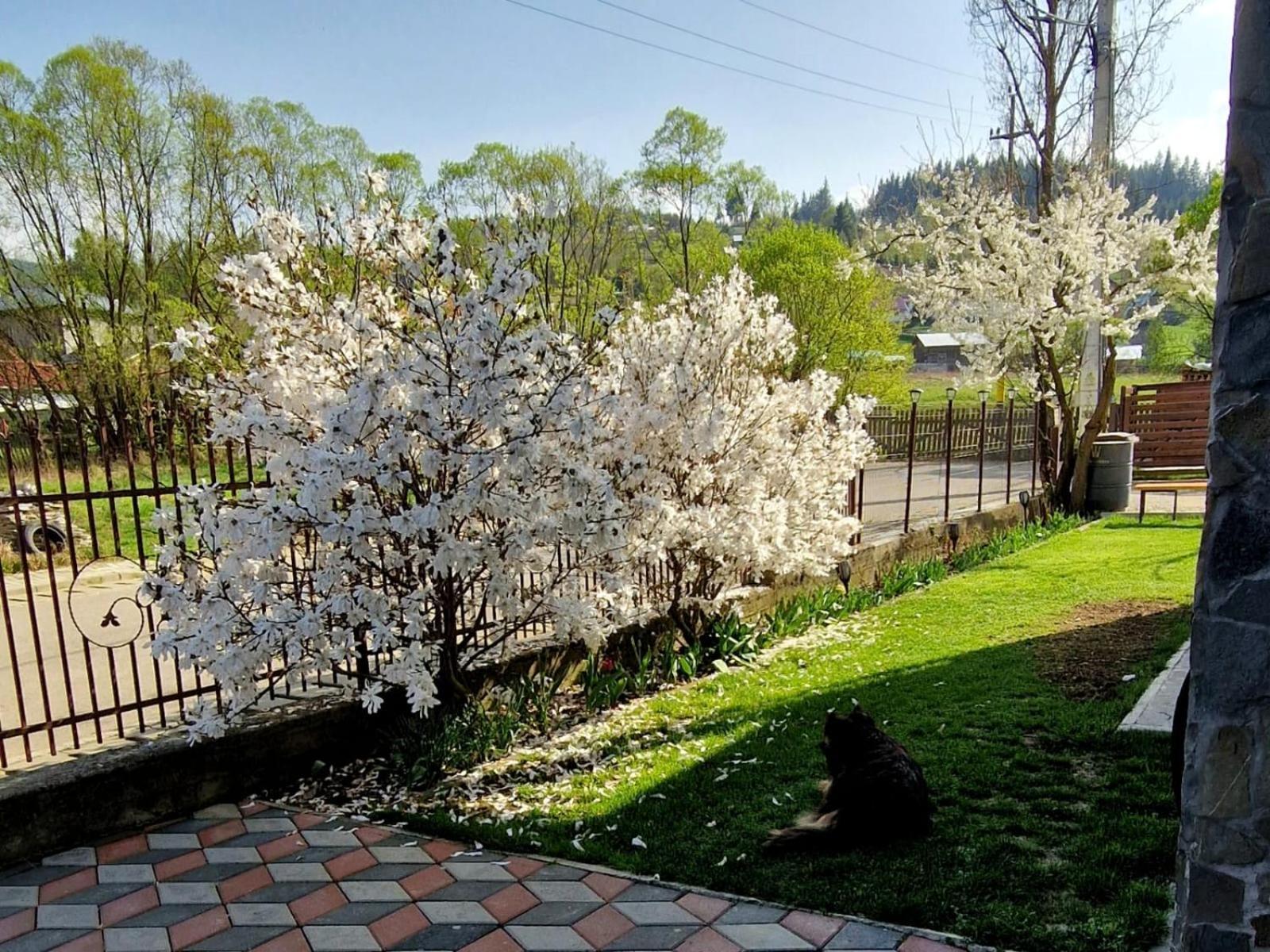 Pensiunea Antonia Vatra Dornei Buitenkant foto